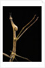 Proscopia luceomaculata (stick grasshopper) by Anonymous