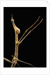 Proscopia luceomaculata (stick grasshopper) by Anonymous