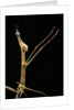 Proscopia luceomaculata (stick grasshopper) by Anonymous