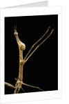 Proscopia luceomaculata (stick grasshopper) by Anonymous