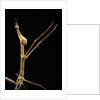 Proscopia luceomaculata (stick grasshopper) by Anonymous