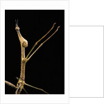 Proscopia luceomaculata (stick grasshopper) by Anonymous
