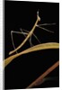 Proscopia luceomaculata (stick grasshopper) by Anonymous