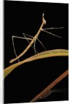 Proscopia luceomaculata (stick grasshopper) by Anonymous