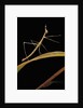 Proscopia luceomaculata (stick grasshopper) by Anonymous