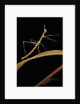 Proscopia luceomaculata (stick grasshopper) by Anonymous