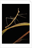 Proscopia luceomaculata (stick grasshopper) by Anonymous