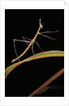 Proscopia luceomaculata (stick grasshopper) by Anonymous