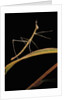 Proscopia luceomaculata (stick grasshopper) by Anonymous