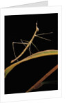 Proscopia luceomaculata (stick grasshopper) by Anonymous