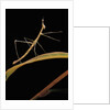 Proscopia luceomaculata (stick grasshopper) by Anonymous
