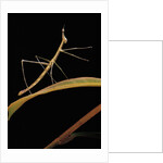 Proscopia luceomaculata (stick grasshopper) by Anonymous