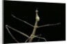 Proscopia luceomaculata (stick grasshopper) by Anonymous