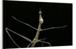 Proscopia luceomaculata (stick grasshopper) by Anonymous