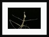 Proscopia luceomaculata (stick grasshopper) by Anonymous