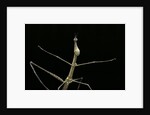 Proscopia luceomaculata (stick grasshopper) by Anonymous