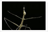 Proscopia luceomaculata (stick grasshopper) by Anonymous
