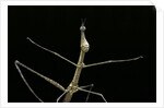 Proscopia luceomaculata (stick grasshopper) by Anonymous
