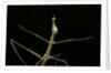 Proscopia luceomaculata (stick grasshopper) by Anonymous