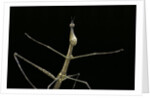 Proscopia luceomaculata (stick grasshopper) by Anonymous