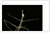 Proscopia luceomaculata (stick grasshopper) by Anonymous