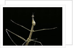 Proscopia luceomaculata (stick grasshopper) by Anonymous