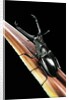 Prosopocoilus giraffa (giraffe stag-beetle) - male by Anonymous