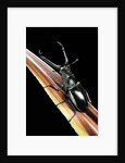 Prosopocoilus giraffa (giraffe stag-beetle) - male by Anonymous