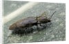 Prosternon tessellatum (click beetle) by Anonymous