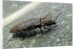 Prosternon tessellatum (click beetle) by Anonymous