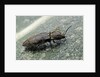 Prosternon tessellatum (click beetle) by Anonymous