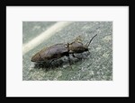 Prosternon tessellatum (click beetle) by Anonymous