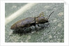Prosternon tessellatum (click beetle) by Anonymous