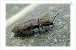 Prosternon tessellatum (click beetle) by Anonymous