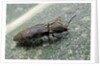 Prosternon tessellatum (click beetle) by Anonymous