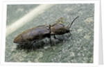 Prosternon tessellatum (click beetle) by Anonymous