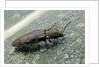 Prosternon tessellatum (click beetle) by Anonymous