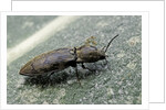 Prosternon tessellatum (click beetle) by Anonymous