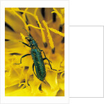 Psilothrix viridicoerulea (soft-winged flower beetle) by Anonymous