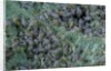 Aphids on apple leaf by Anonymous