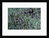 Aphids on apple leaf by Anonymous