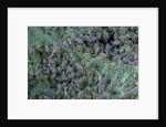 Aphids on apple leaf by Anonymous