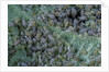 Aphids on apple leaf by Anonymous