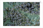 Aphids on apple leaf by Anonymous