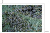 Aphids on apple leaf by Anonymous