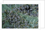 Aphids on apple leaf by Anonymous