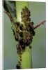 Aphids colony by Anonymous