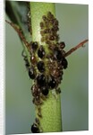 Aphids colony by Anonymous