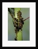 Aphids colony by Anonymous
