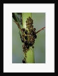 Aphids colony by Anonymous